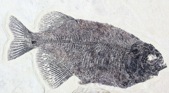 Bargain, Phareodus Fossil Fish - Reduced Price #63358